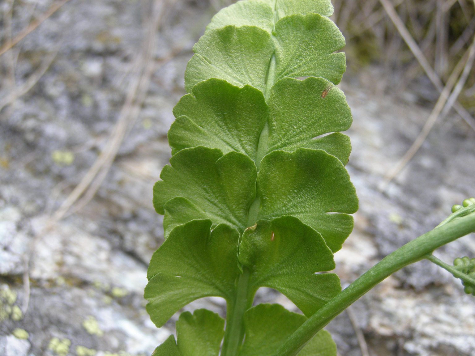 Botrychium lunaria / Botrichio